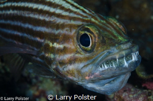 Anilao, great Critter territory by Larry Polster 